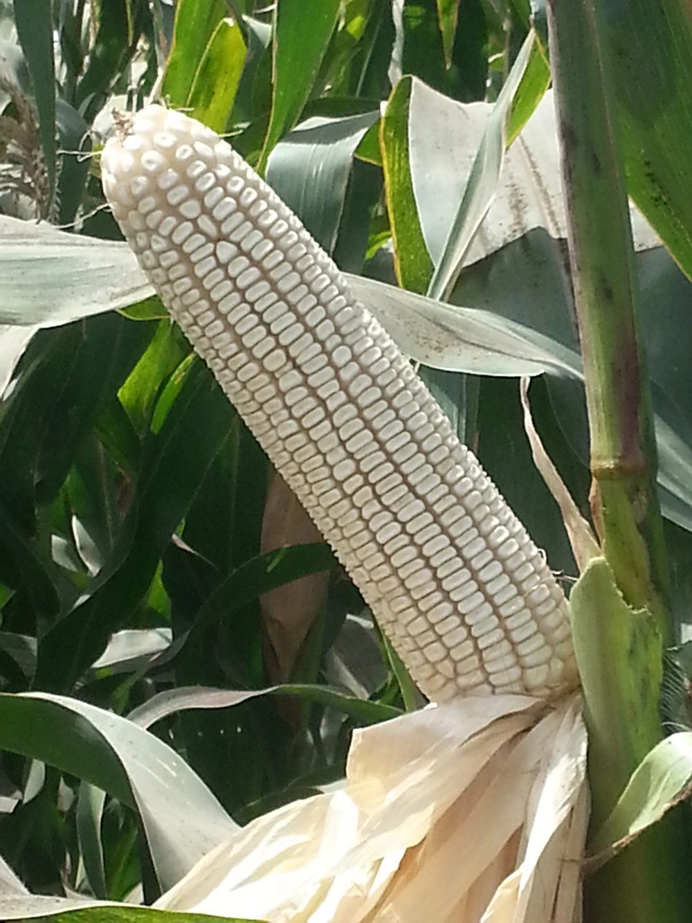 هجين فردى ايجاسيد 90