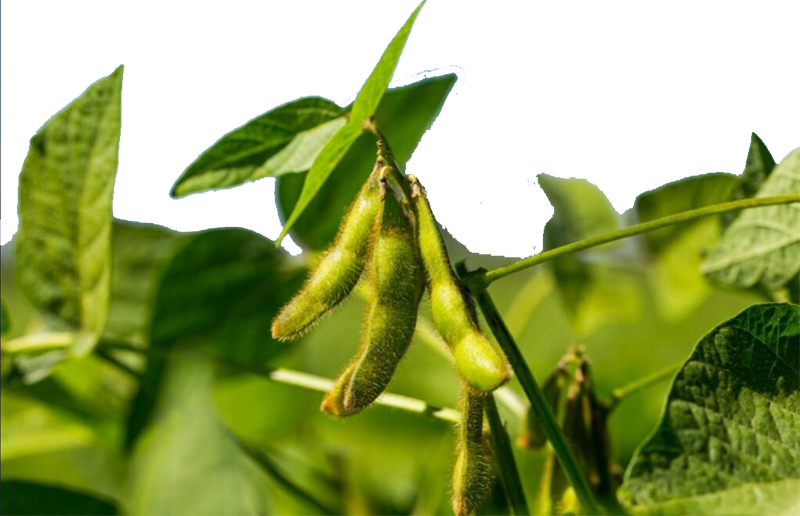 فول صويا ( جيزة 111 )